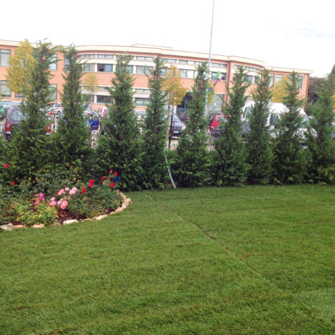 Installazione prato a rotoli Valdarno montevarchi Caiani Vivai Garden