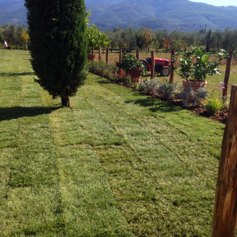 Installazione tappeti erbosi per agriturismi Valdarno Caiani Vivai Garden