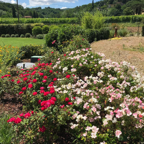 Realizzazione giardini fioriti Valdarno Caiani Vivai Garden