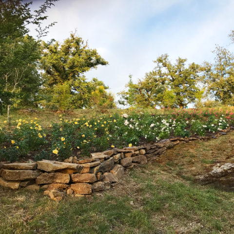 Realizzazione giardini rustici provincia Siena Caiani Vivai Garden