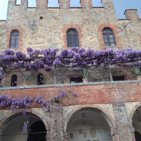 Realizzazione pergolati glicine Valdambra Valdarno provincia Arezzo Siena Caiani Vivai Garden